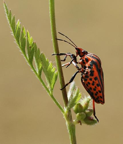 Réf. 314 : Graphosoma italicum