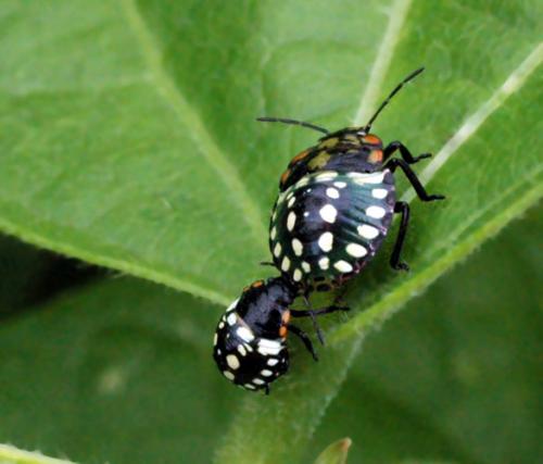 Nezara viridula