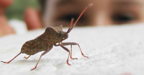 Coreus marginatus