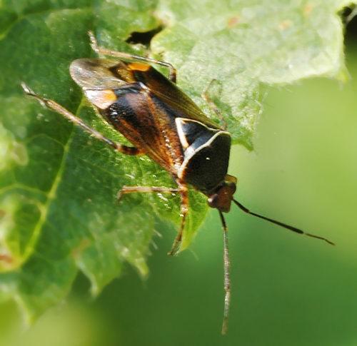Réf. 196 : Deraeocoris flavilinea