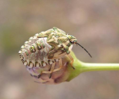 Réf. 779 : Carpocoris sp.