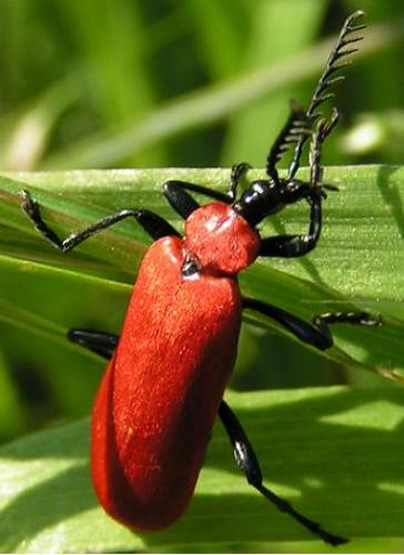 Réf. 51 : Pyrochroa coccinea