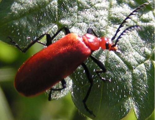 Réf. 50 : Pyrochroa serraticornis