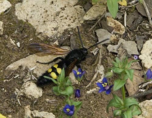 Scolia sp.