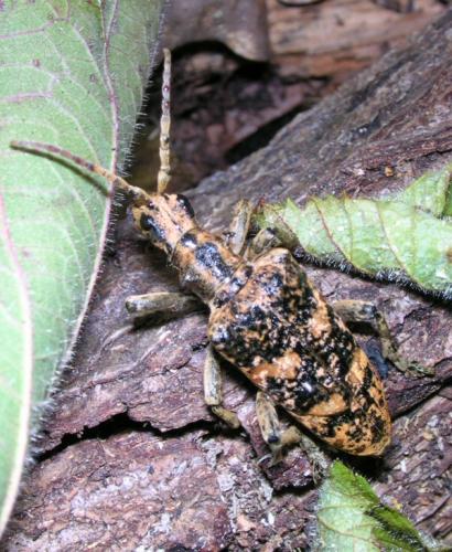 Rhagium sycophanta