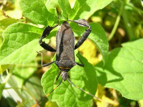 Réf. 328 : Leptoglossus gonagra