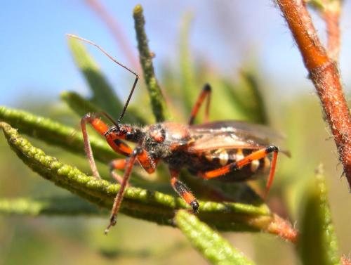 Rhynocoris sp.