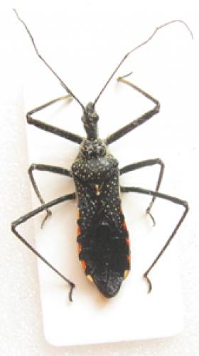 Rhynocoris albopilosus