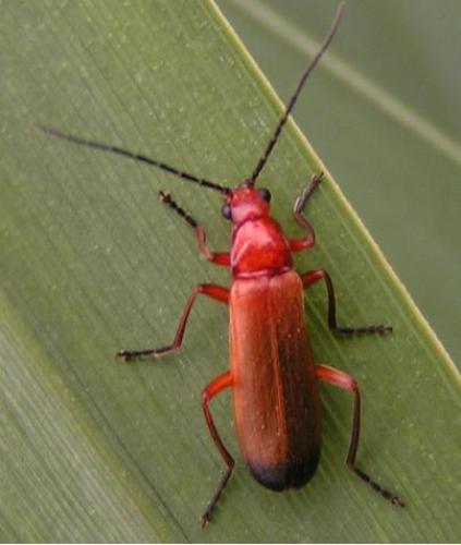 Rhagonycha fulva