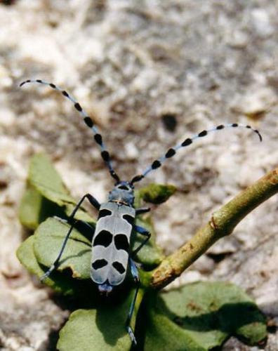 Rosalia alpina