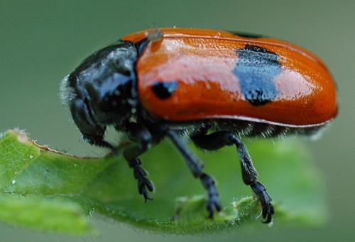 Réf. 195 : Clytra laeviuscula