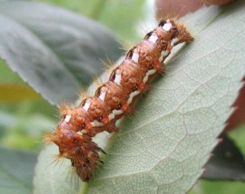 Acronicta rumicis