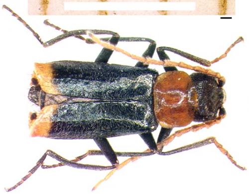 Axinotarsus ruficollis