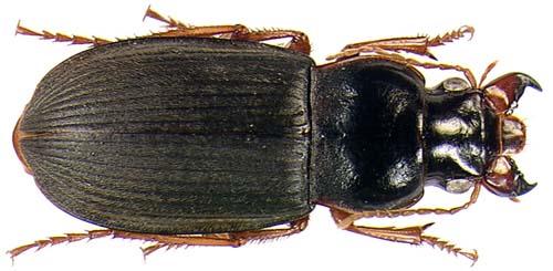 Réf. 774 : Pseudoophonus rufipes