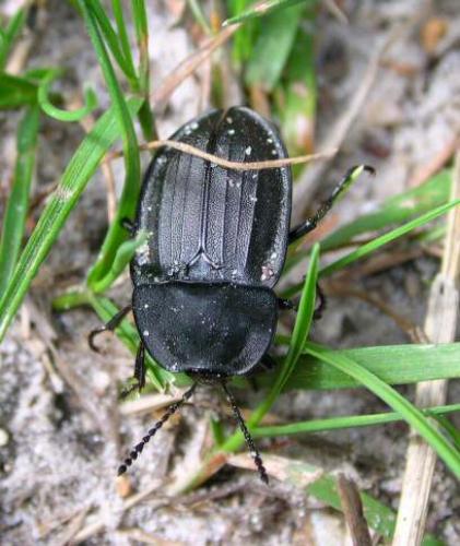 Silpha carinata