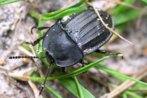Réf. 385 : Silpha carinata