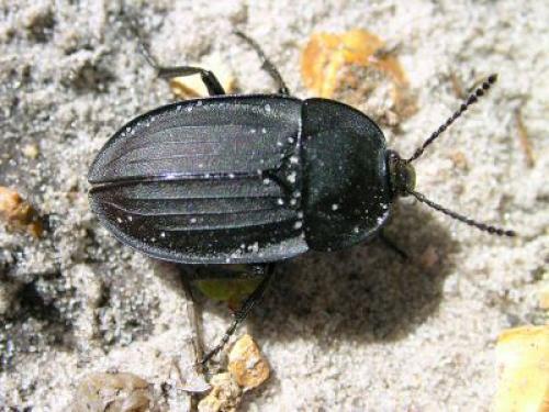 Réf. 386 : Silpha carinata