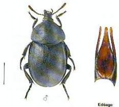 Ablattaria laevigata