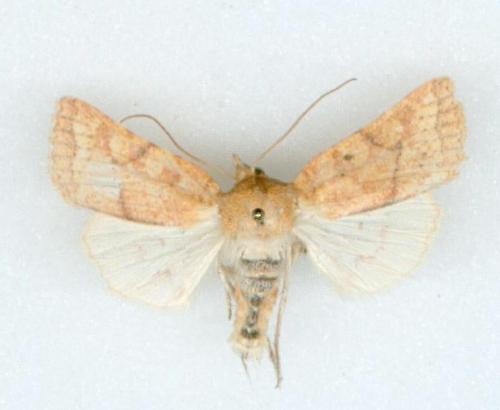 Jodia croceago