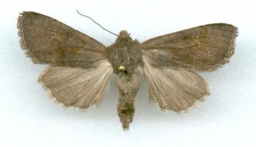 Réf. 914 : Apamea lateritia