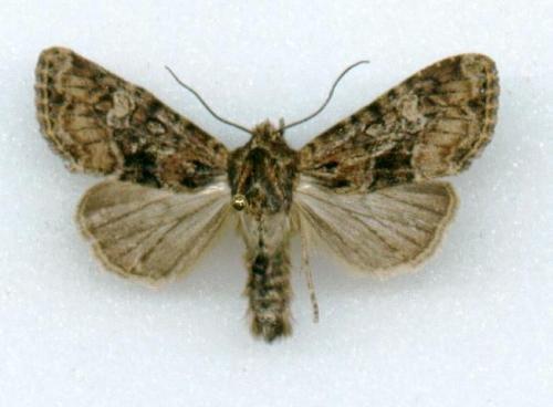 Apamea illyria