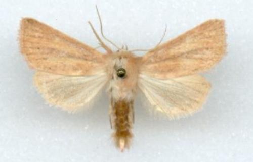 Réf. 915 : Denticucullus pygmina