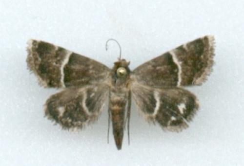 Réf. 912 : Odice suava