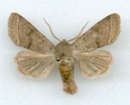 Orthosia cerasi