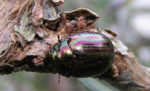 Réf. 40 : Chrysolina americana