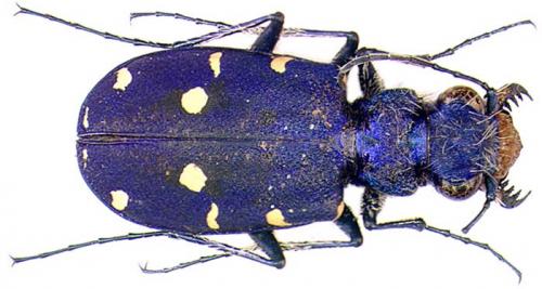 Réf. 860 : Cicindela campestris