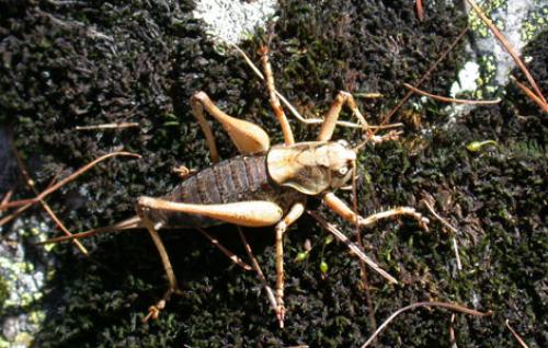 Antaxius pedestris pedestris