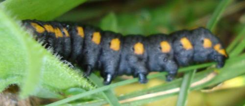 Réf. 346 : Cucullia lucifuga