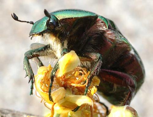 Réf. 291 : Cetonia aurata aurata