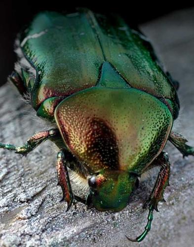 Cetonia aurata aurata