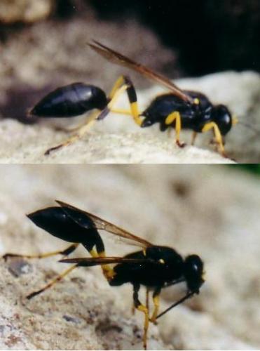 Réf. 55 : Sceliphron destillatorium