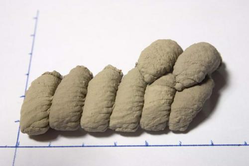 Réf. 814 : Sceliphron curvatum