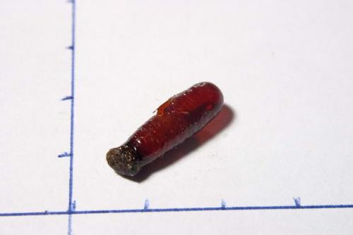 Réf. 816 : Sceliphron curvatum