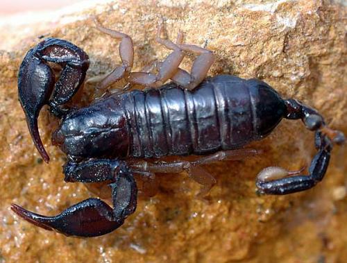 Euscorpius flavicaudis