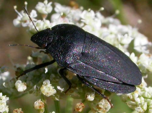 Réf. 692 : Eurygaster austriaca