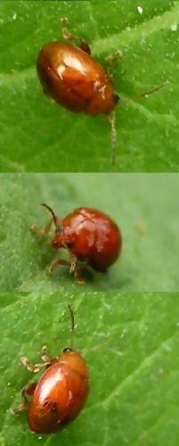 Réf. 186 : Sphaeroderma sp.