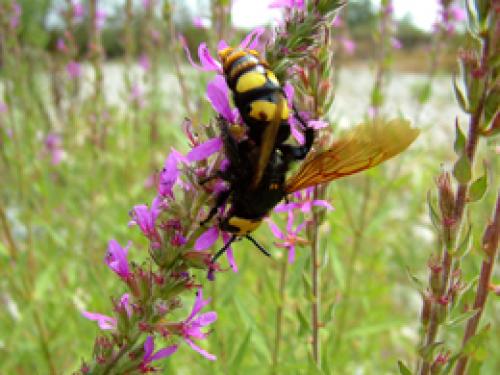 Megascolia maculata flavifrons