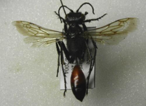 Podalonia hirsuta