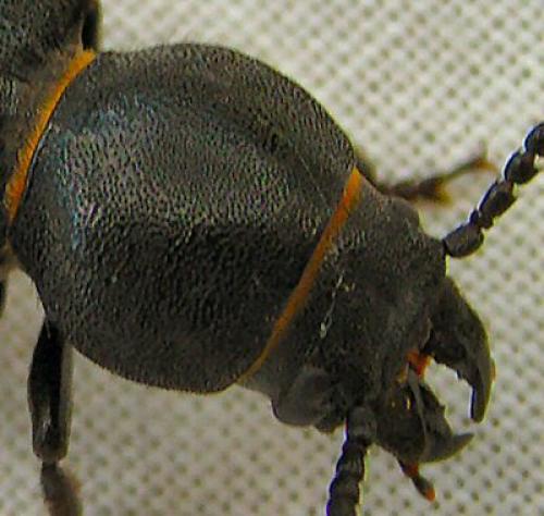 Spondylis buprestoides