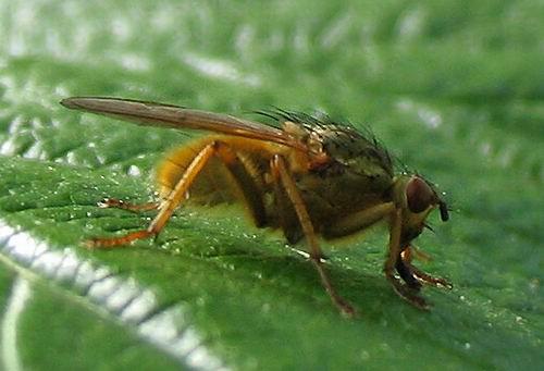 Scathophaga stercoraria