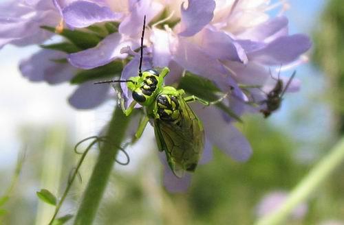 Réf. 143 : Rhogogaster sp.