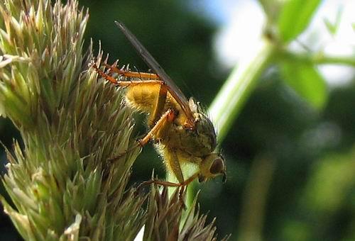 Scathophaga stercoraria
