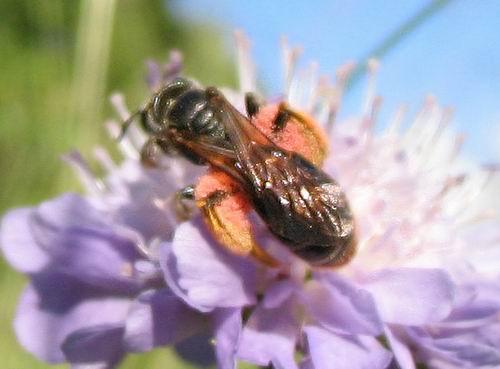 Andrena hattorfiana