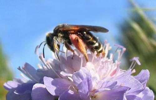 Andrena hattorfiana