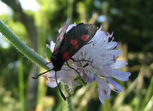 Réf. 152 : Zygaena sp.