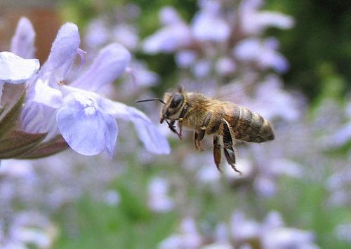 Apis mellifera